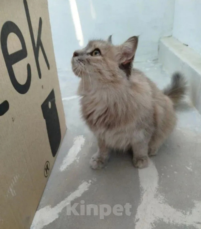 Кошки в Волгограде: Ищем дом для ласковой кошечки, ей около 6 лет. Девочка, Бесплатно - фото 4