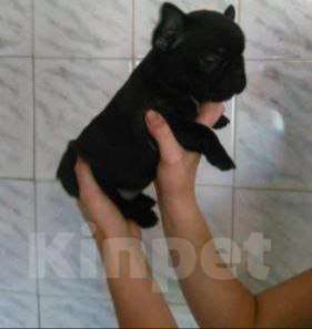 Собаки в Москве: продам малышей бульдога Мальчик, 16 999 руб. - фото 2