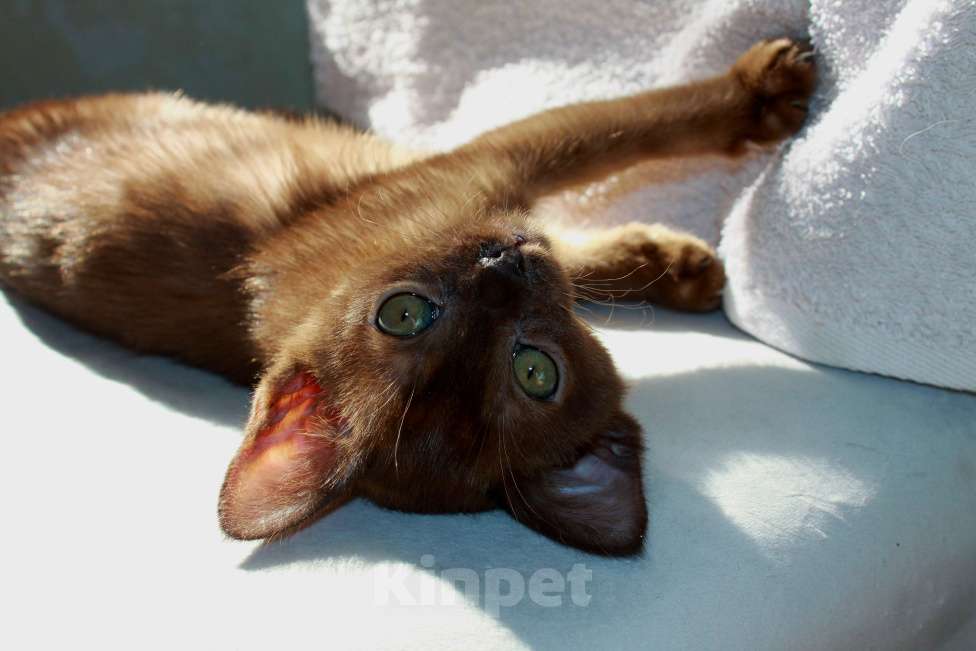 Кошки в Москве: Бурманский котенок мальчик с документами Мальчик, 32 999 руб. - фото 5