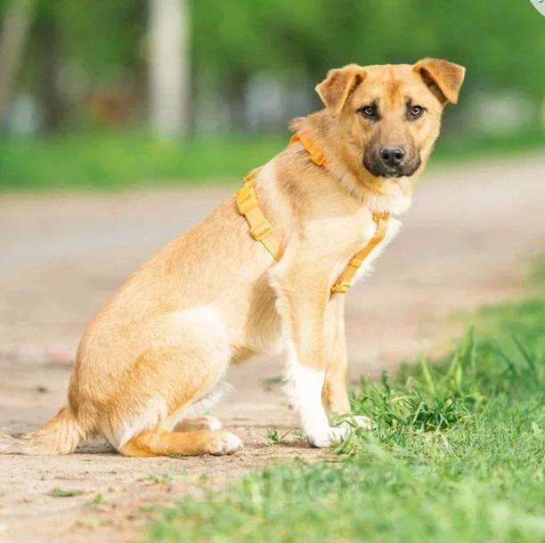 Собаки в Кубинке: Выбери меня! Мальчик, Бесплатно - фото 6