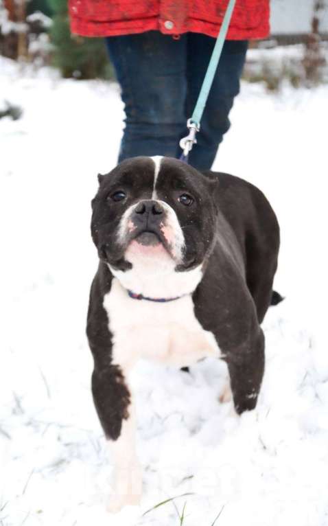 Собаки в Москве: Американский булли в добрые руки  Девочка, Бесплатно - фото 2