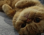 Кошки в Тюмени: Кошка экзот ищет дом Девочка, Бесплатно - фото 1