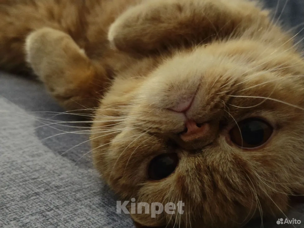 Кошки в Тюмени: Кошка экзот ищет дом Девочка, Бесплатно - фото 1