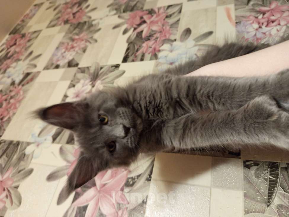 Кошки в других городах Ленинградской области: Котята Менйн Кун polidakt Мальчик, 25 000 руб. - фото 3