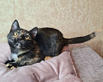 Кошки в Москве: Котёнок Торти в добрые руки  Девочка, Бесплатно - фото 8