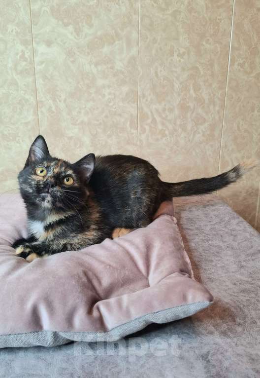 Кошки в Москве: Котёнок Торти в добрые руки  Девочка, Бесплатно - фото 8