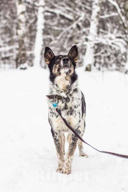 Собаки в Москве: Понтий Мальчик, Бесплатно - фото 2