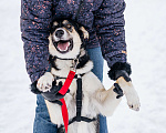 Собаки в Москве: Самая позитивная собака  Девочка, Бесплатно - фото 3