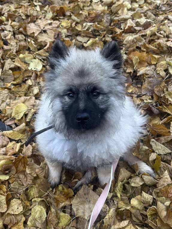Собаки в Москве: Джоув Божественный Из Воронцовского Дворца  Мальчик, 50 000 руб. - фото 9