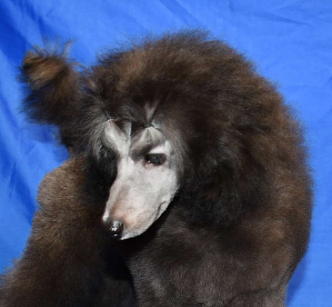 Щенок  пуделя мальчик серебристый Джентли Борн Рондо 