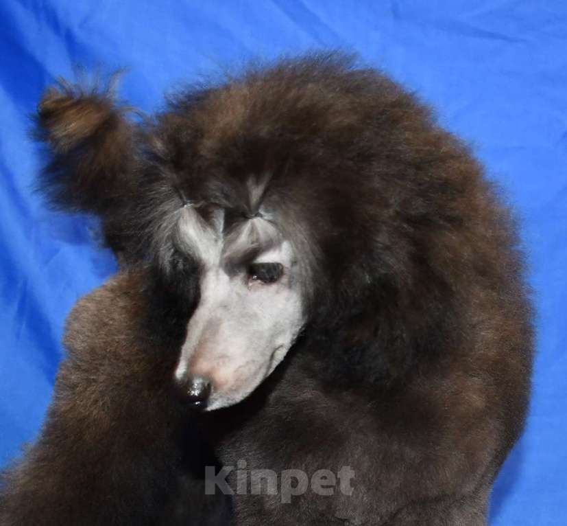 Собаки в Долгопрудном: Щенок  пуделя мальчик серебристый Джентли Борн Рондо  Мальчик, 120 000 руб. - фото 1