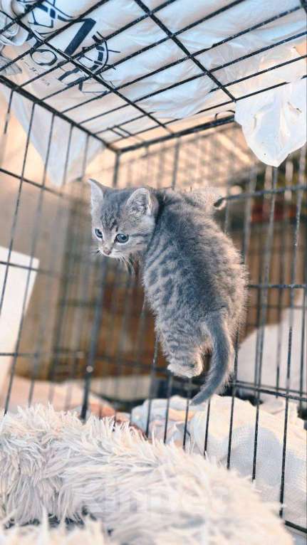 Кошки в Ногинске: Малюсенький котеечка в поиске дома! Мальчик, Бесплатно - фото 2