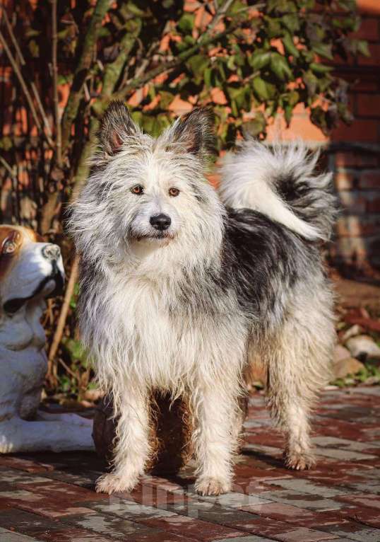 Собаки в других городах Московской области: Мила ищет свою семью! Девочка, Бесплатно - фото 3