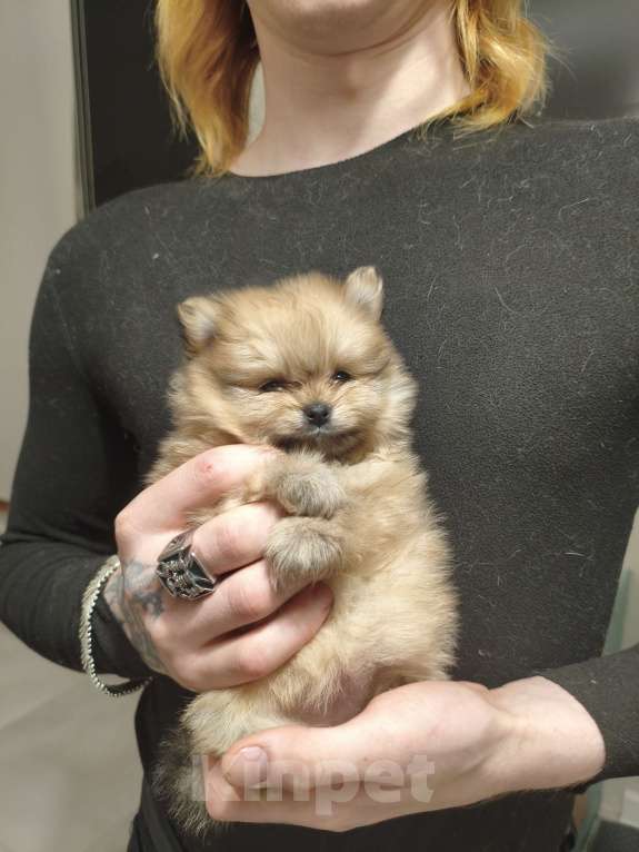 Собаки в Москве: Щенок померанского шпица Девочка, 120 000 руб. - фото 8
