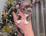 Собаки в Орле: Чихуахуа Девочка, 50 000 руб. - фото 10