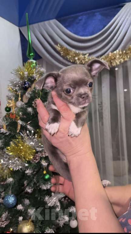 Собаки в Орле: Чихуахуа Девочка, 50 000 руб. - фото 10
