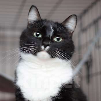 Кошки в Москве: кошка Шошанна срочно ищет дом Девочка, Бесплатно - фото 2