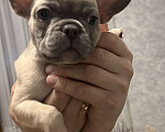 Собаки в Белокурихе: Щенок французского бульдога, девочка  Девочка, Бесплатно - фото 2