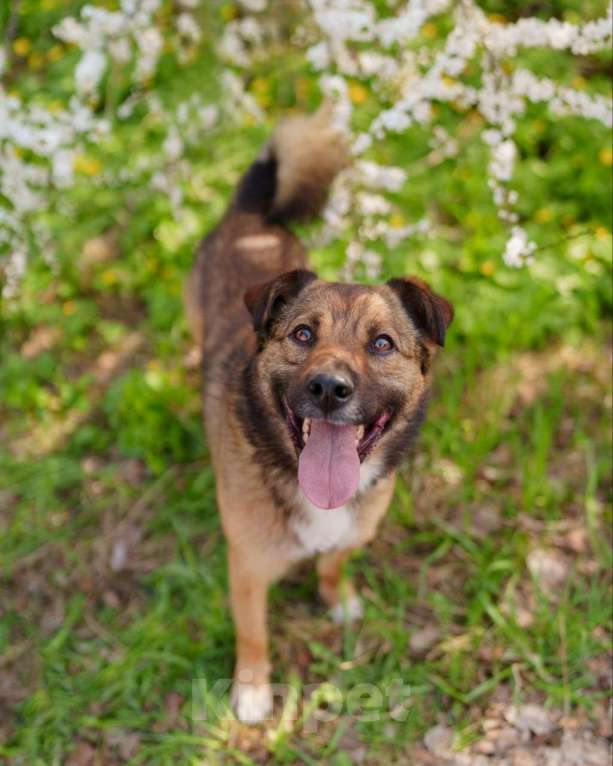 Собаки в Москве: Пёс Рыжик в поисках своей семьи!  Ищет дом чудесный пёс по имени Рыжик! Мальчик, Бесплатно - фото 2