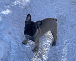 Собаки в Санкт-Петербурге: Шикарный мальчик французского бульдога Мальчик, 45 000 руб. - фото 7