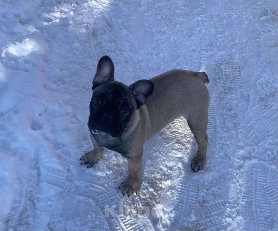 Собаки в Санкт-Петербурге: Шикарный мальчик французского бульдога Мальчик, 45 000 руб. - фото 7
