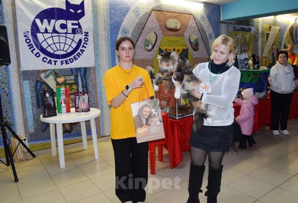 Кошки в Москве: Маленькие рыси Девочка, 90 000 руб. - фото 1