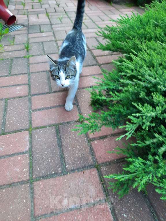 Кошки в Лобне: Серо-белый котенок Мальчик, Бесплатно - фото 4