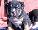 Собаки в Канске: булли-дети Мальчик, 70 000 руб. - фото 3