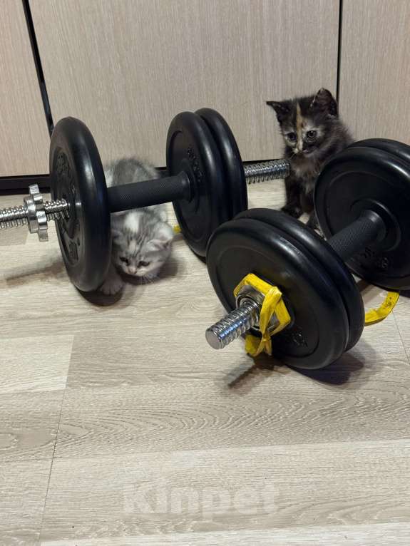 Кошки в Москве: Кошечка 3  Девочка, Бесплатно - фото 2