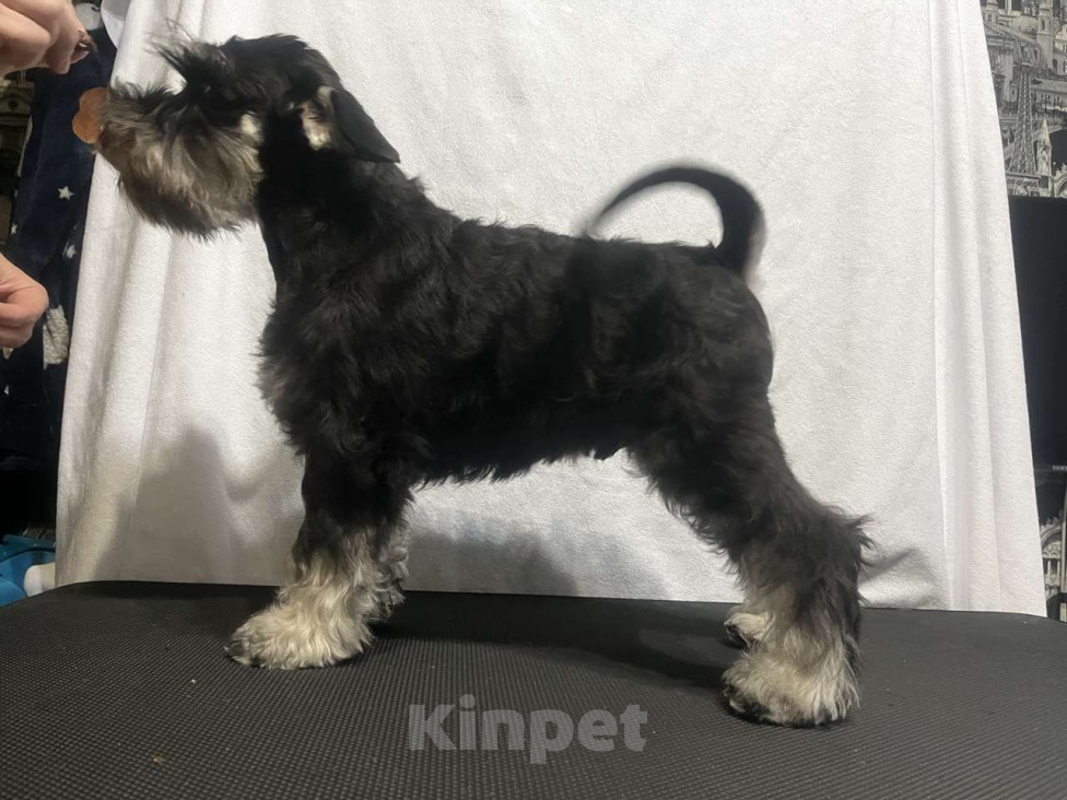 Собаки в Нижнем Новгороде: Цвергшнауцер Мальчик, 55 000 руб. - фото 4