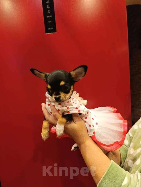 Собаки в Москве: Изумительная трёхцветная красотка Девочка, 50 000 руб. - фото 1