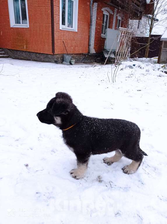 Собаки в других городах Ленинградской области: Щенки восточноевропейской овчарки Мальчик, 30 000 руб. - фото 5