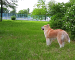 Собаки в Краснодаре: Японская Акита Девочка, 30 000 руб. - фото 1