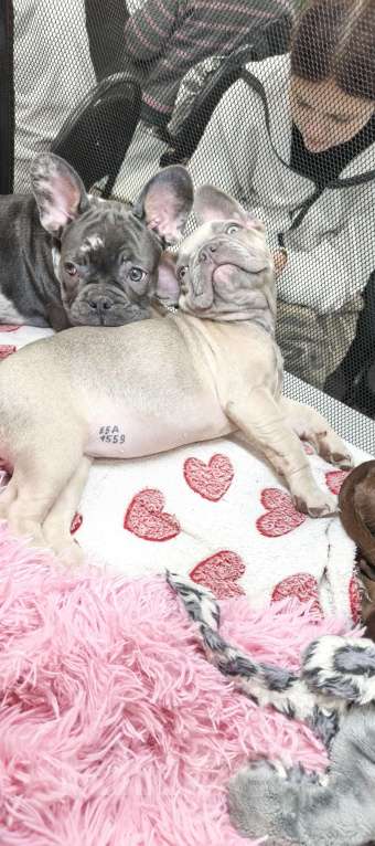 Собаки в других городах Московской области: Французский бульдог Девочка, 85 000 руб. - фото 6