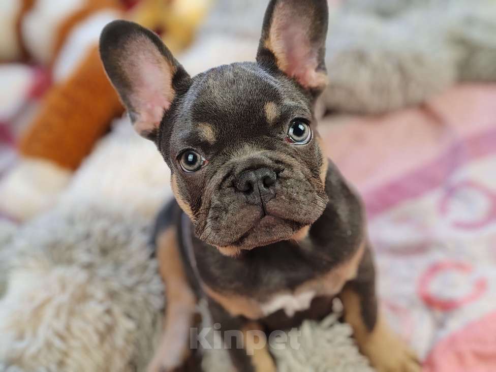 Собаки в Санкт-Петербурге: Шикарная шоколадная девочка Девочка, 50 000 руб. - фото 8