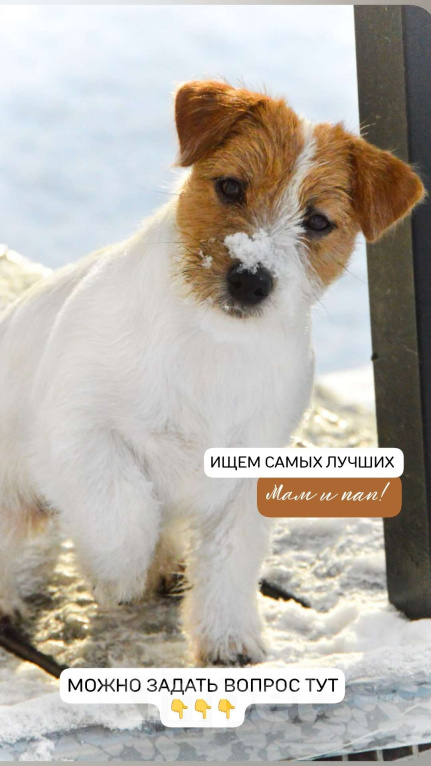 Собаки в Москве: Миниатюрная девочка Джек Рассел терьера  Девочка, 45 000 руб. - фото 1