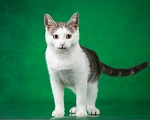 Кошки в Люберцах: Замурррчательный котенок по имени Мичико ищет своих хозяев! Мальчик, 1 руб. - фото 8