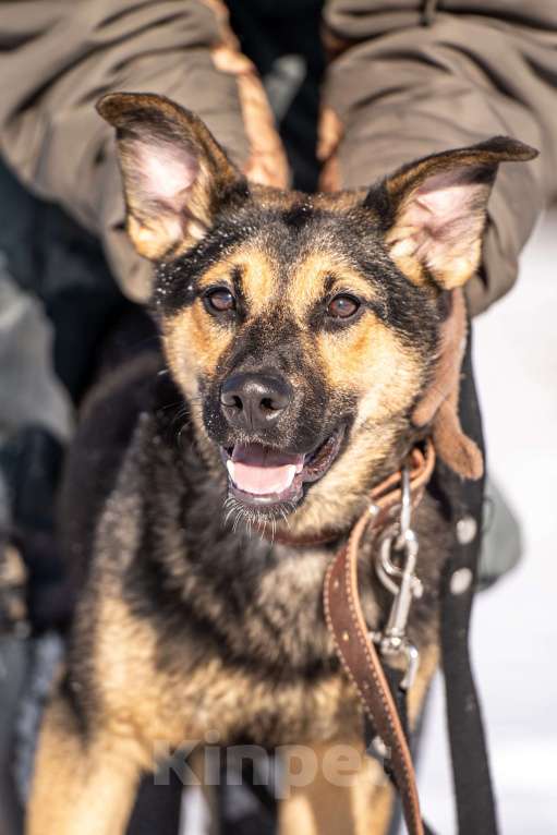 Собаки в Клине: Доня — необыкновенно ласковая собачка Девочка, Бесплатно - фото 8