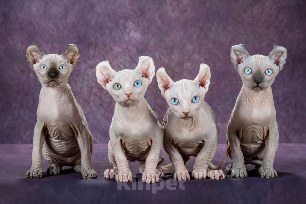 Кошки в Самаре: Чудо Aramis Мальчик, Бесплатно - фото 5