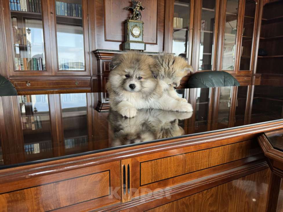 Собаки в Краснодаре: Щенки акита ину(17.02.25) Девочка, 25 000 руб. - фото 3