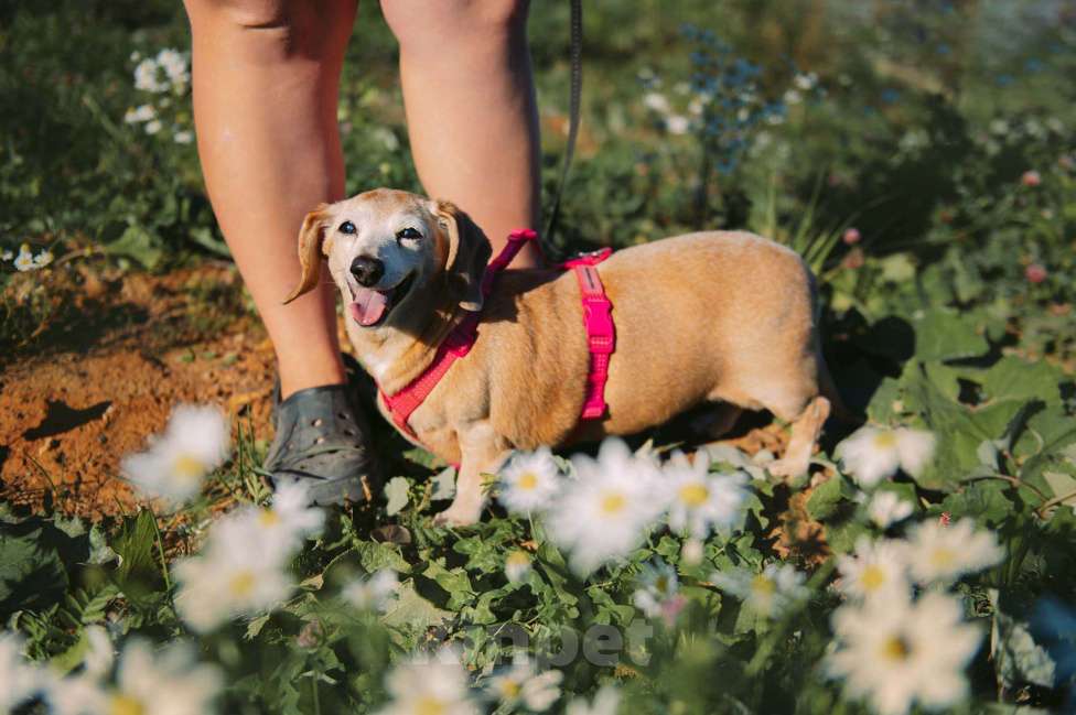 Собаки в Москве: Мокко Девочка, Бесплатно - фото 2