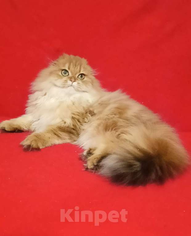 Кошки в Москве: Золотой мраморный котик хайленд Мальчик, 20 000 руб. - фото 7