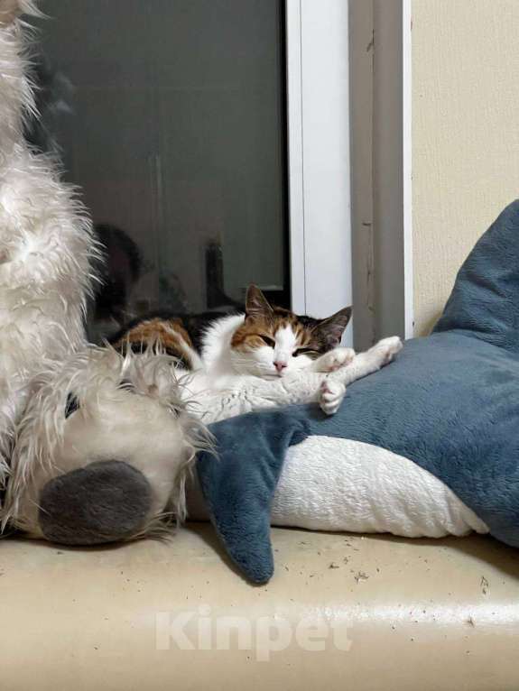 Кошки в других городах Московской области: Кошка Анфиса, примерно 3 года Девочка, Бесплатно - фото 1