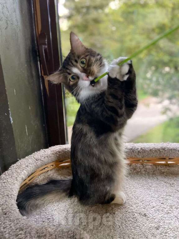 Кошки в Москве: ищет дом профессиональный инструктор по комфортному сну 🛌 Мальчик, Бесплатно - фото 3