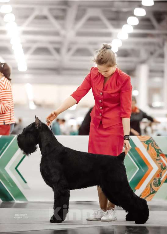 Собаки в других городах Башкортостана: Ризеншнауцер Мальчик, 80 000 руб. - фото 4