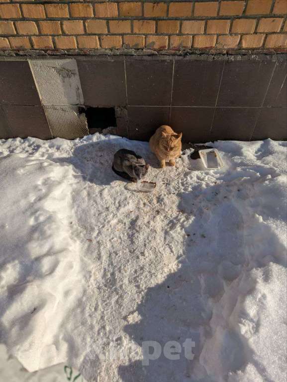 Кошки в Москве: ПОМОГИТЕ!!! Мальчик, Бесплатно - фото 1