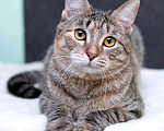 Кошки в Москве: Серая полосатая ласковая котёнок Тея в дар Девочка, 1 руб. - фото 2
