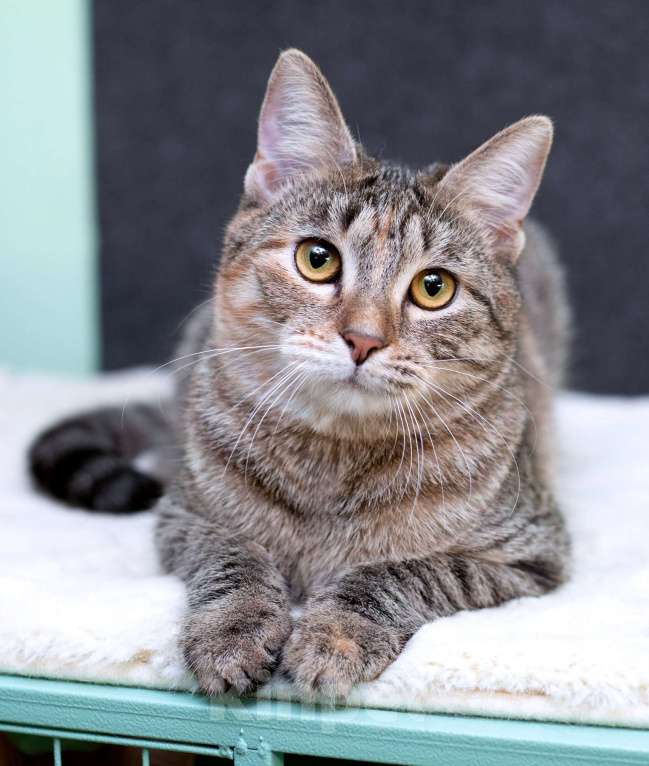 Кошки в Москве: Серая полосатая ласковая котёнок Тея в дар Девочка, 1 руб. - фото 2