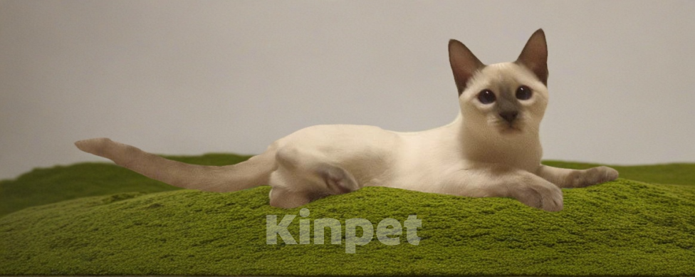 Кошки в Санкт-Петербурге: Продаётся тайский котенок Девочка, 60 000 руб. - фото 1