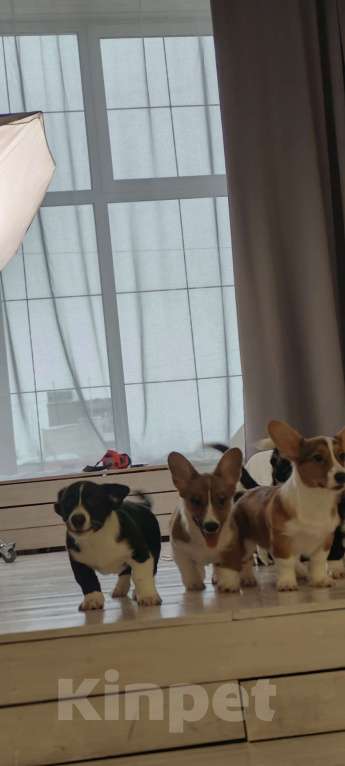 Собаки в Архангельске: Вельш Корги Кардиган Разнополые, Бесплатно - фото 4